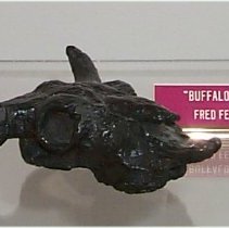 Buffalo Skull